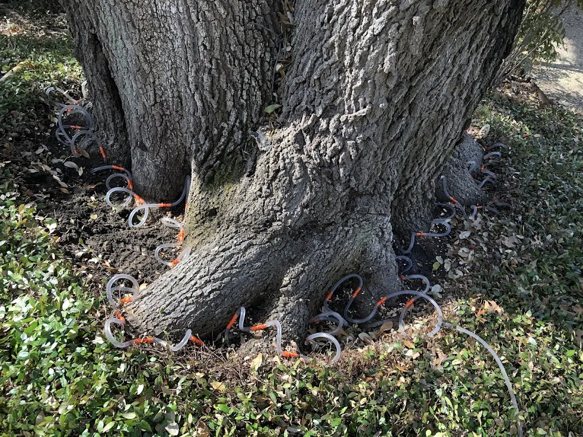 Detailed Tree Cabling and Bracing job site in Resaca
