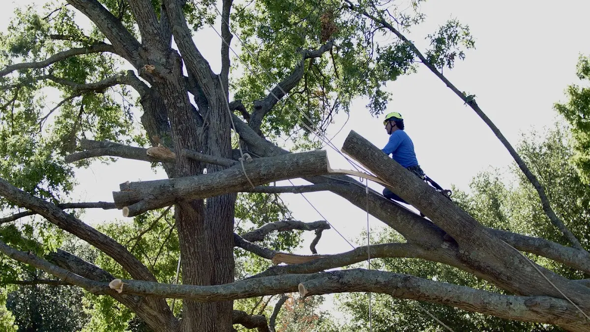 Professional Crown Thinning performed by certified arborists in Resaca