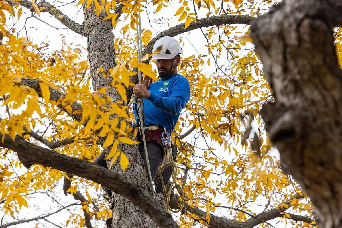 Skilled Dead Tree Removal crew working in Resaca